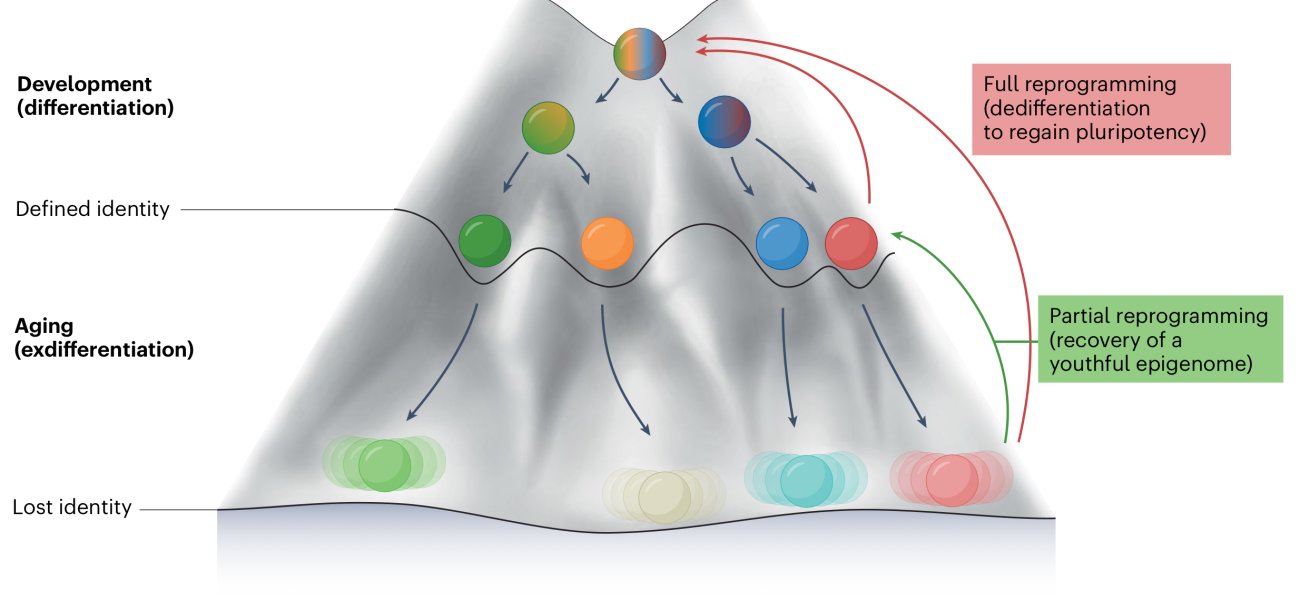 Cell Identity Landscape